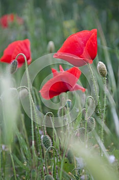 Red Poppy Flowers in Green Fields in Summer