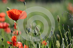 Red poppy flowers in green meadow blurred background in the light of the setting sun. Summer blurred background with