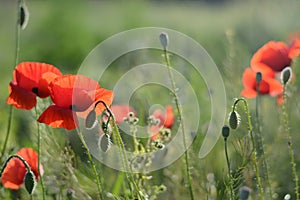 Red poppy flowers in green meadow blurred background in the light of the setting sun. Summer blurred background with