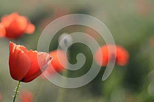 Red poppy flowers in green meadow blurred background in the light of the setting sun. Summer blurred background with