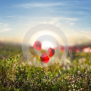 red poppy flowers in green prairie at the sunset