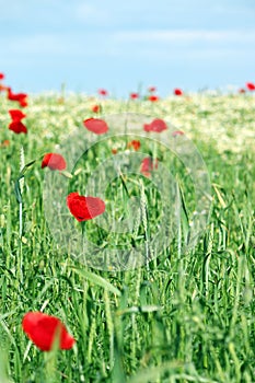 Red poppy flowers and green wheat