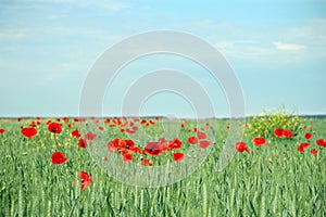 Red poppy flowers in green wheat field