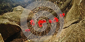Red poppy flowers growing to glorify the veteran hero soldiers photo