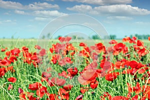 Red poppy flowers meadow