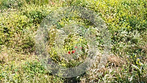 Red poppy flowers on meadow on Cap Gris-Nez