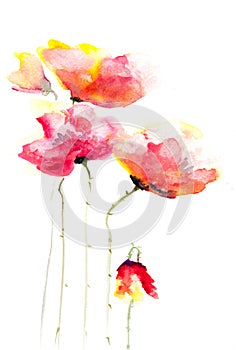 Red poppy flowers modern art style watercolor painting