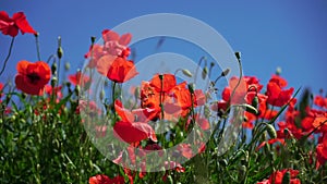 Red poppy flowers in the near of Munich in Bavaria Germany. The wind gently plays with them. Slowmotion Video. nature