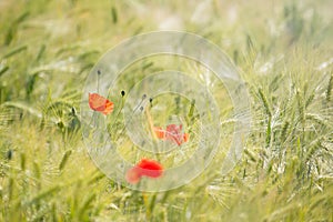 Red poppy flowers and oat plants in summer field, blurred nature background