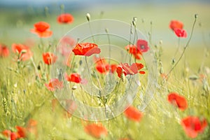 Red poppy flowers and oat plants in summer field, blurred nature background