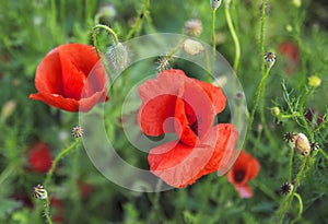 Red poppy flowers in the oil seed fields