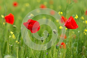 Red poppy flowers in the oil seed fields