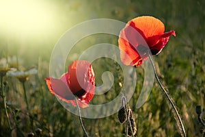 Red poppy flowers  Papaver  close-up on a blurred natural green background in the sunlight. Flower in the meadow