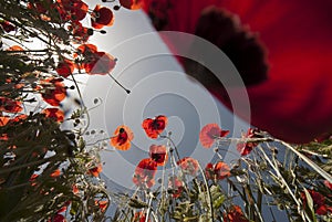 Red poppy flowers, Papaver rhoeas,  blue sky