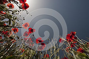 Red poppy flowers, Papaver rhoeas, blue sky