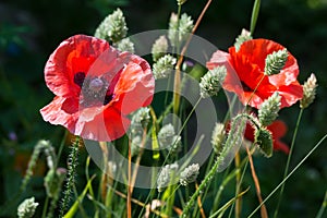 Red poppy flowers, Papaver rhoeas, with canary grass.