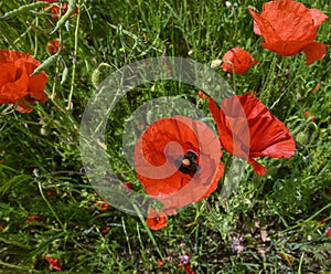 Red poppy flowers, Poppies growing,