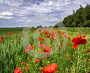 Red poppy flowers, Poppies growing,