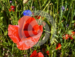 Red poppy flowers, Poppies growing,