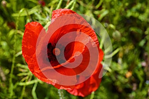 Red poppy flowers, Poppies growing,