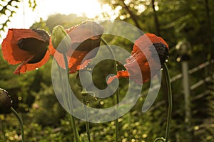 Red poppy flowers with raindrops