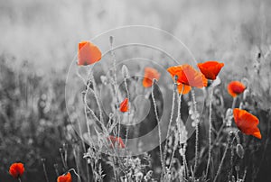 Red Poppy Flowers for Remembrance Day photo