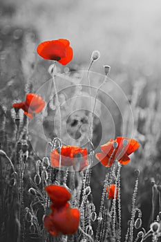 Red Poppy Flowers Remembrance Day / Sunday photo