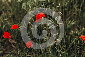 Red poppy flowers. Shallow depth of field