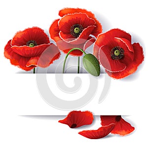 Red poppy flowers