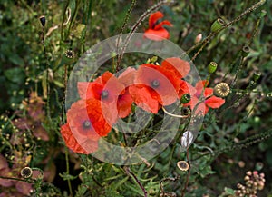 Red poppy flowers in summer