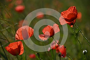 Red poppy flowers in sunset green field