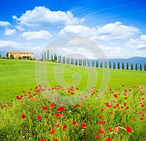 Red poppy flowers in Tuscany landscape, Italy