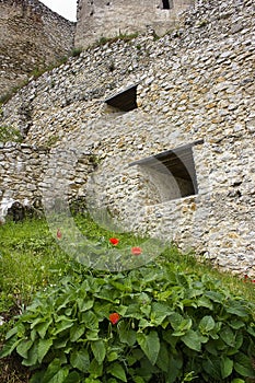 Red poppy flowers under the castle walls