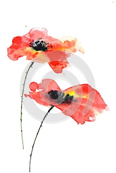 Red poppy flowers , watercolor illustrator