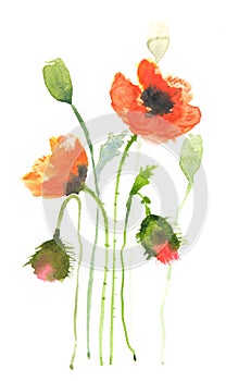 Red poppy flowers , watercolor illustrator