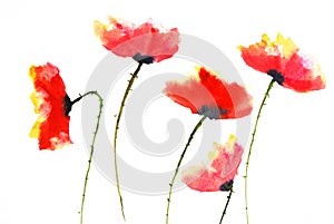 Red poppy flowers , watercolor illustrator