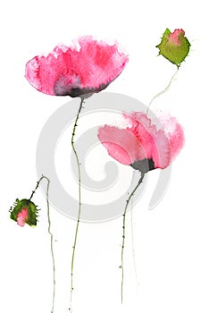 Red poppy flowers , watercolor illustrator