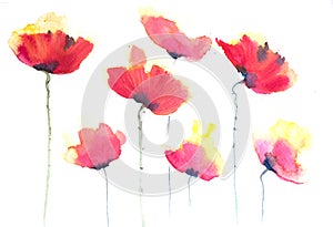 Red poppy flowers , watercolor illustrator