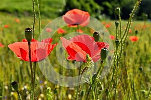 Red Poppy Flowers with Wheat Fields on the Background at Countryside.