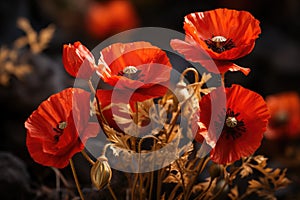 Red poppy flowers in a wild field. Vivid Poppies meadow in spring.