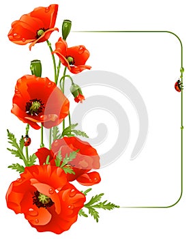 Red poppy frame