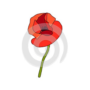 Red Poppy full-blown flower and stem. Side view. Anzac. Flat sketch style. Bud flagging