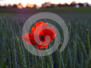 Orange-scarlet poppy in green grain field by sunset light