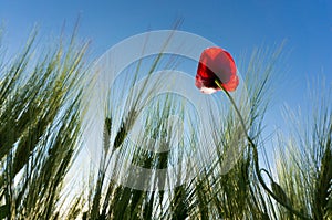 Red poppy in grasses