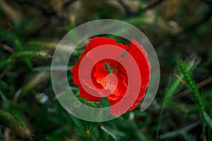 Red poppy with grasshopper in green weed grass