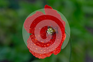 Red poppy on a green background with water droplets