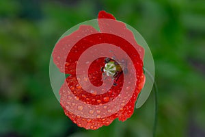 Red poppy on a green background with water droplets photo