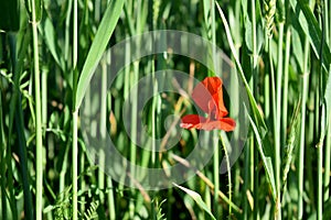 Red poppy in a green field