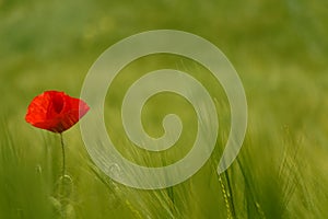Red poppy green field