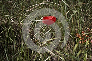 Red poppy on green field with orange flowers